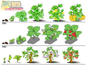 新しいコレクション 植物 成長過程 9353 植物 成長過程 名称