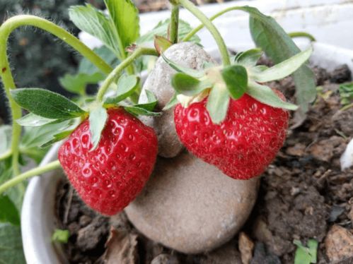 草莓80一斤贵到买不起,15块钱买盆栽,在家也可以种草莓