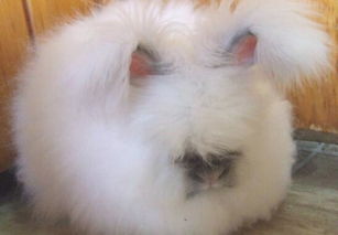 巨型安哥拉兔子,兔子毛能长多长呢 