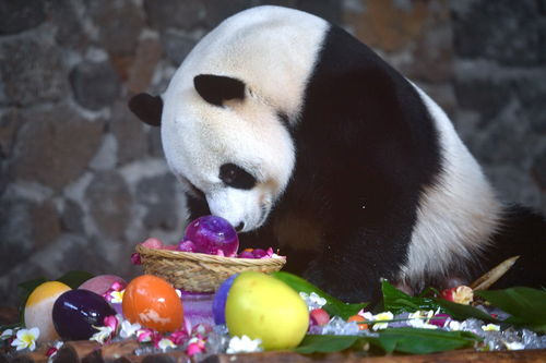 海口 大熊猫过生日 