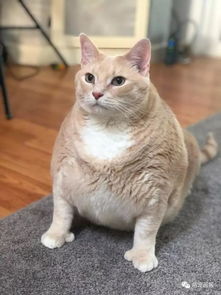 有大拇哥的网红胖橘猫为了健康,开始减肥