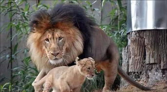 实拍一只雄狮 教训 幼崽,结果被母狮子发现,母狮子一顿吼,雄狮立马认怂 公狮 
