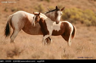 亲密的 母马 和 小马 图片 319190 