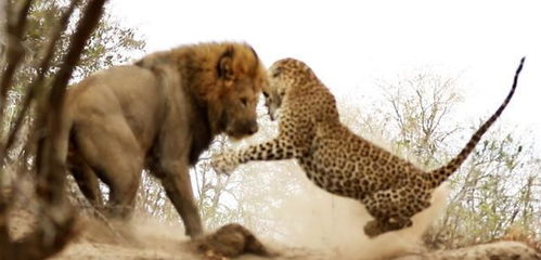 动物世界 最残暴的狮子豹子大战, 豹子这次让万物刮目相看 