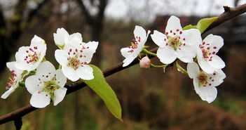梨花什么时候开花开花季节是几月