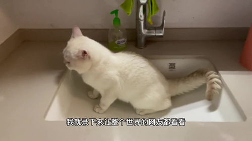 小猫咪在洗手池尿尿是什么体验 用什么打比较好,你们家有这样的小猫咪吗 