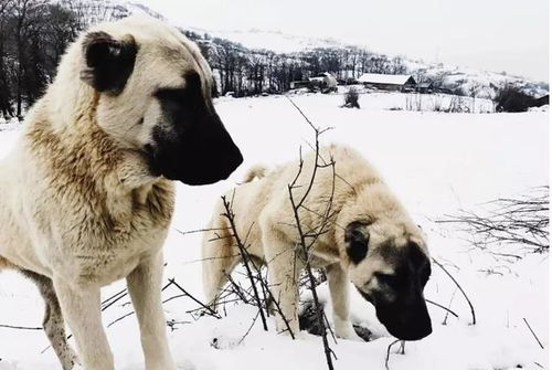 中亚最强的狗里单挑王, 土耳其坎高犬