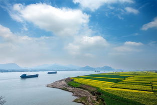 望江沿江油菜花景观