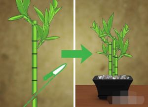 夏天移栽竹子能活吗 怎样移栽竹子成活率高