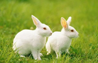 2023年兔和龙几月份结婚好,2023年想要兔宝宝的，这份备孕攻略赶紧收藏!