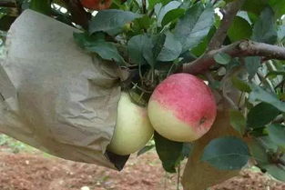 苹果摘袋不简单 这样做会伤害果实表面