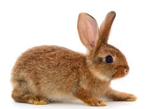 兔子多久喂一次水 兔子一直吃会不会撑死