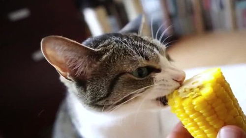 一只吃素的猫,能把玉米吃的这么美味,太可爱啦 
