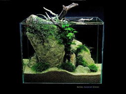 长31cm 高18cm 阔19cm的鱼缸想弄个水草景 最好带照片 
