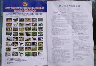 济宁市养犬管理条例 正式发布,禁养烈性犬品种出炉,9月1日实施