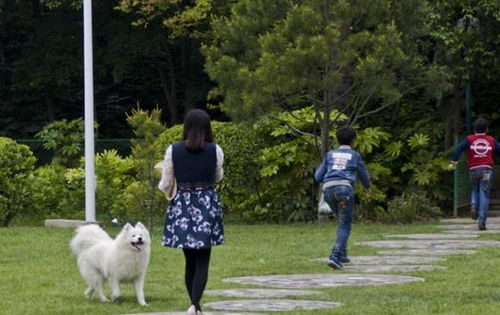 为什么中国养狗的人多,而日本养猫人多 这5个原因让中国人自豪