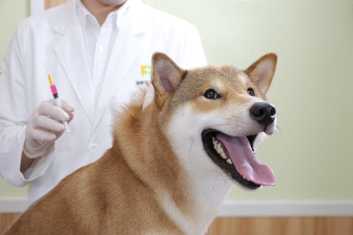 狗狗每年都需要注射狂犬疫苗吗