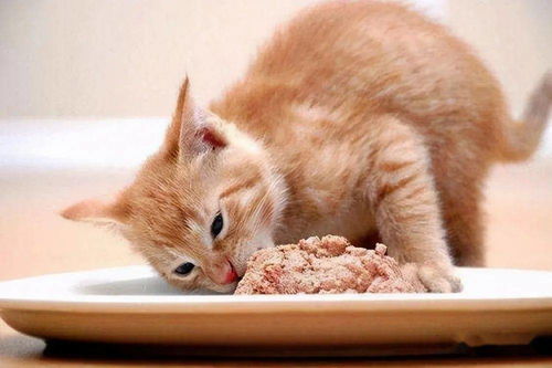 除了给猫咪吃猫粮外,这些食物也很健康