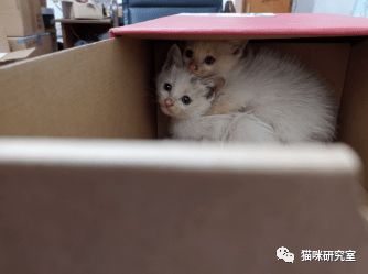 10.9领养信息 5只小猫分别在成都 福州 南昌 滁州 新乡