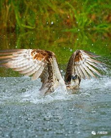 害怕鱼鹰会溺水 想不到鱼鹰竟一爪抓一鱼,贪心到一次捕捉两条鱼