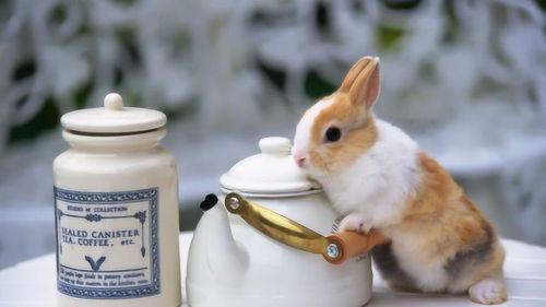 到底喂养的兔子能不能喝水 喝水会致命 看完立刻涨知识 