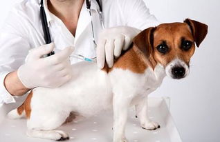 狗狗打了狂犬疫苗后咬人会得病吗 