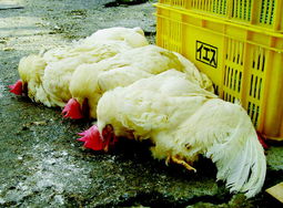 关于禽流感 关于禽流感的资料