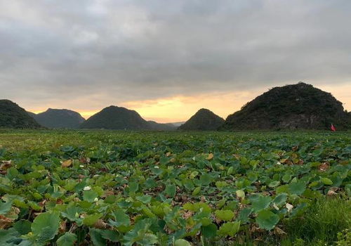 云南普者黑,三生三世十里桃花取景地,这才是真正的人间仙境