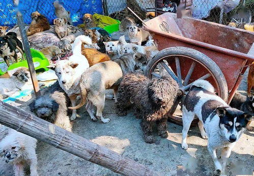 南充的宠物救助站是一个公益性组织 