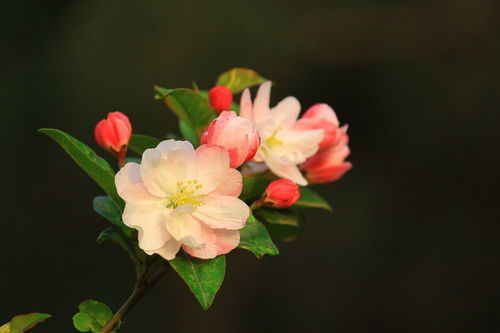 红梅花和海棠花的区别  第2张