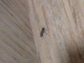 最近我屋里有許多小飛蟲,很小很小,請問這是什么蟲子 怎么消滅 我屋里有個垃圾桶,是不是垃圾桶里跑