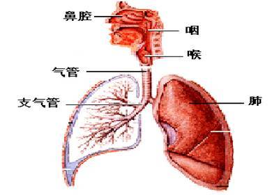 世界肺炎日 肺炎 被遗忘的儿童杀手 