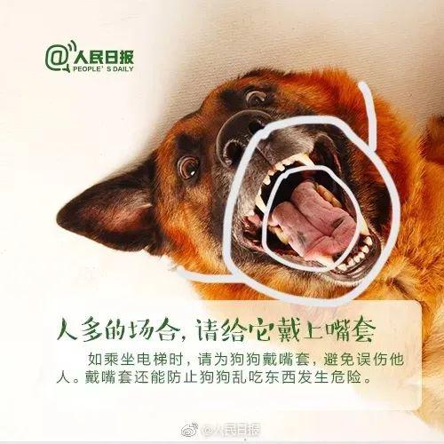 养犬这件事,今天你 文明 了吗