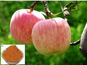 7月份成熟的苹果是什么品种 八月份的苹果是新鲜的吗