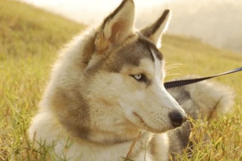 萌宠讨论组 犬伤伤口感染怎么办 狗狗伤口感染怎么护理