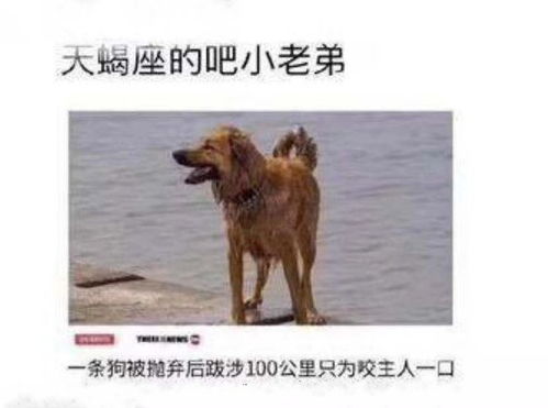 狗狗被抛弃后跋涉100公里只为咬主人一口,是天蝎座的狗吗,哈哈