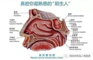 什么是鼻內窺鏡，鼻腔內窺鏡的作用與功效