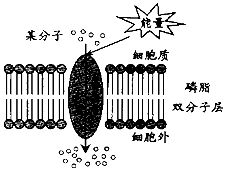 下图为某分子跨膜运输的示意图.由图可知.该分子的转运方式是 A.自由扩散B.协助扩散C.被动运输D.主动运输 题目和参考答案 青夏教育精英家教网 