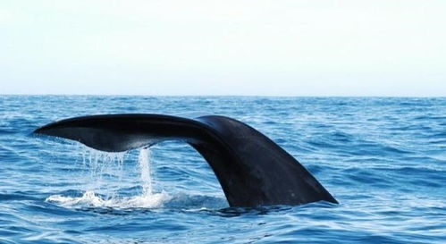 鲸鱼的体型非常巨大,为何会突然跃出海面,然后重重摔入海中