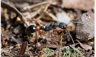 青岛海关查获澳洲 巨无霸 宠物蚂蚁