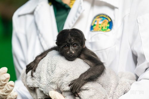 广州新生黑丛尾猴宝宝首次亮相 系世界自然保护联盟极危物种