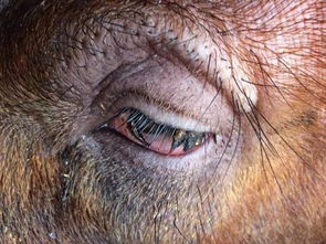 猪场常见的红眼病是什么原因