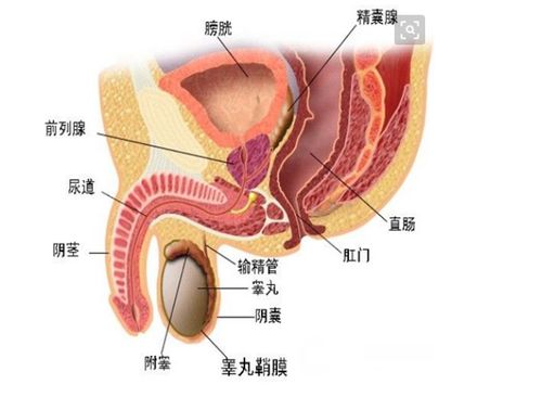 前列腺增生的症状有什么表现？前列腺增生的症状如何治疗？