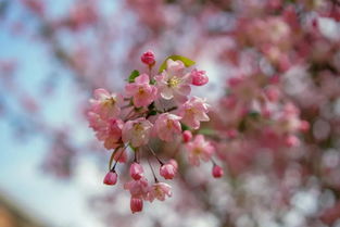 关于樱花的唯美诗句优美