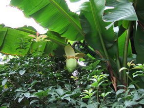 芭蕉树的果实能吃吗 