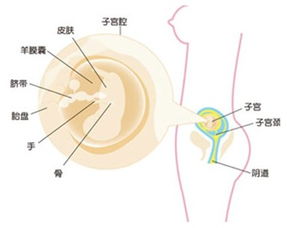 怀孕11周(孕11周胎儿健康表现)