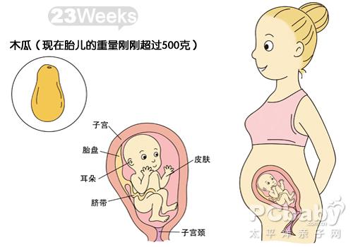 怀孕23周男女胎儿图 搜狗图片搜索