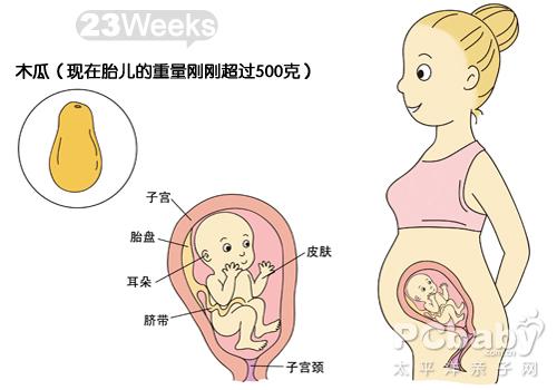 怀孕24周胎儿图片 搜狗图片搜索