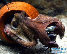 印尼章鱼人是怎么回事 现实中是否真实存在 