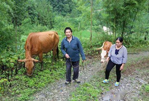 重庆市自强模范感人故事②庞建华 自强不息发展产业 多残家庭成 最美脱贫户